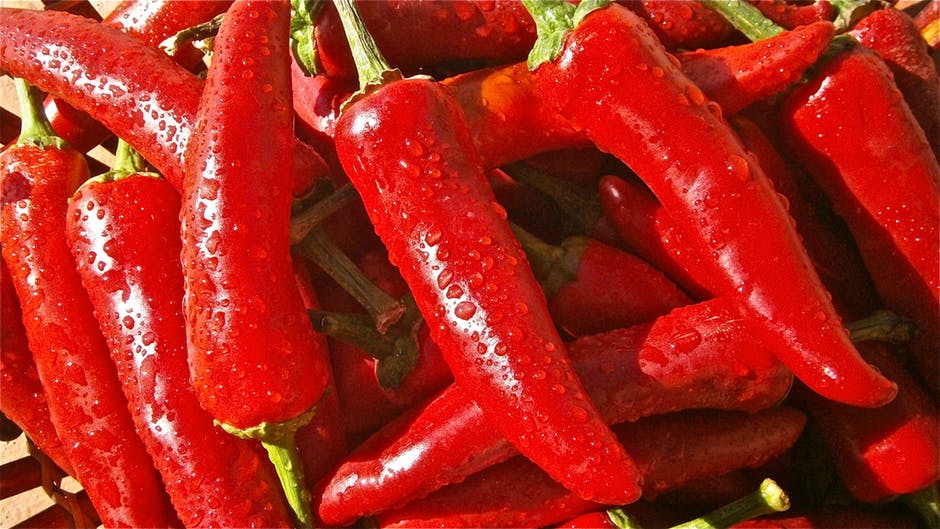 พริก (Chili peppers)