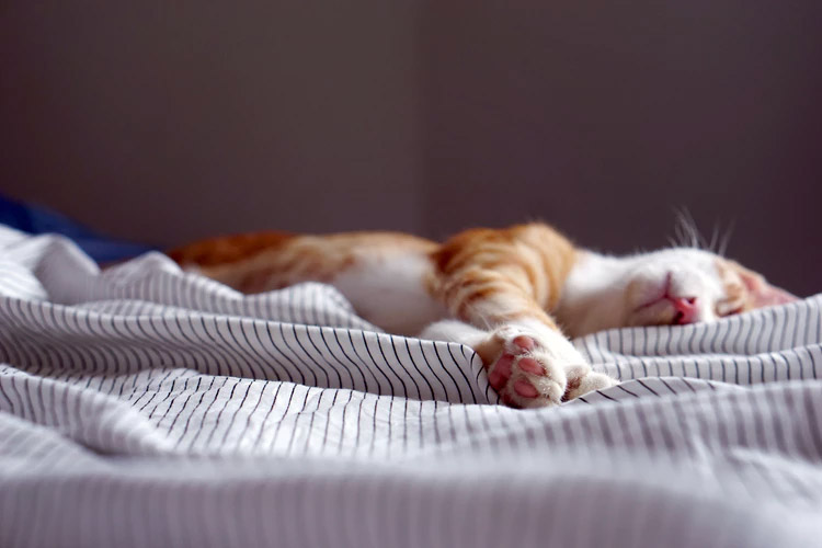 การนอนหลับกับผิวพรรณ ปัจจัยสำคัญที่ช่วยให้มีผิวพรรณที่ดี